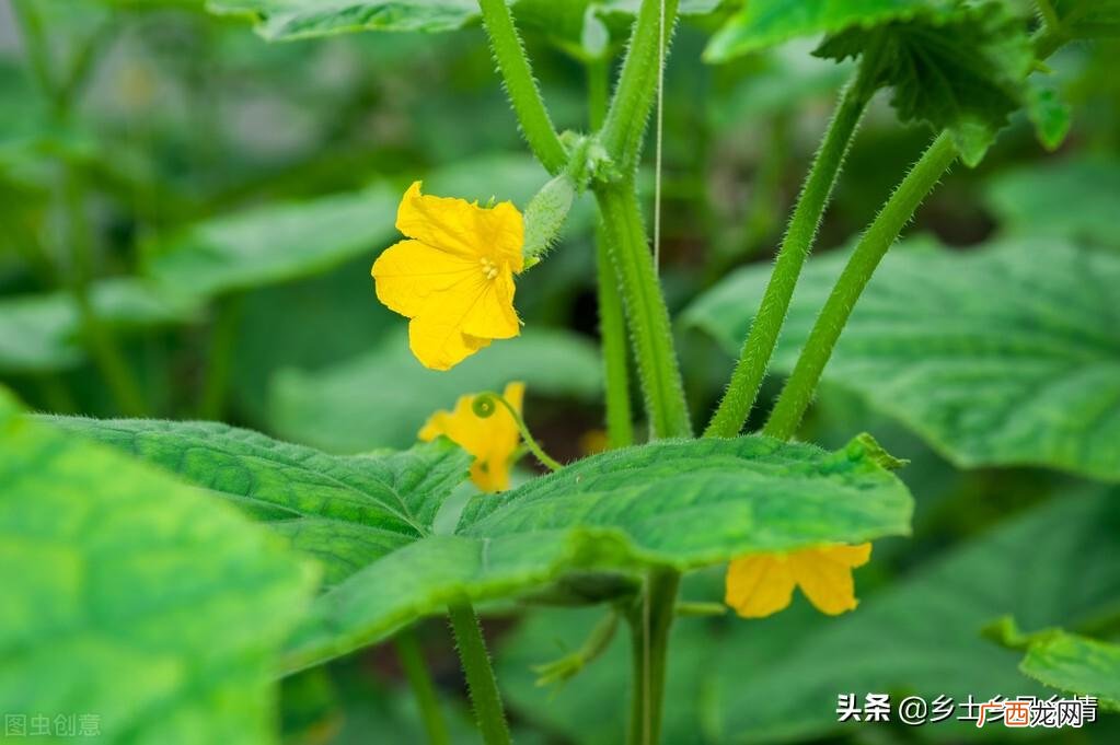种黄瓜注意4点，产量高又好吃 黄瓜种植的场地有何要求