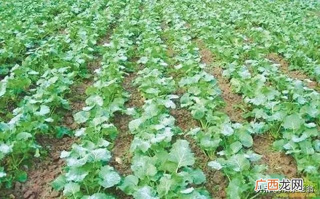 油菜移栽时应该注意的几个问题 油菜移栽技术要点