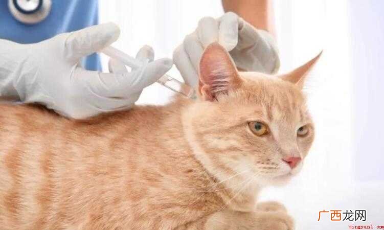 猫打完疫苗后发热是否正常 猫打完疫苗后发热正常吗