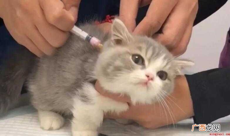 猫咪有没有必要打疫苗