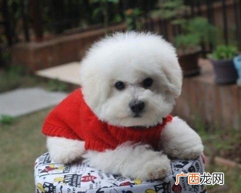 比熊多大可以做造型,三个月比熊可以剪造型吗？