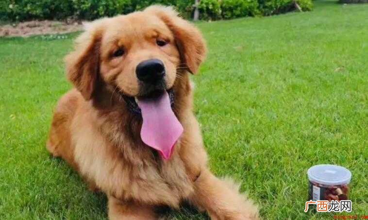 狗狗多大可以打狂犬疫苗