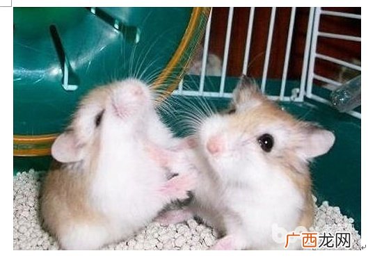 两只仓鼠见面打架吱吱叫,仓鼠打架为什么一只总在叫？
