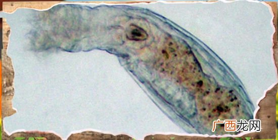 轮虫类包含哪些生物,水蛛和轮虫的区别?