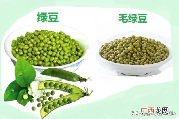 明绿豆和毛绿豆有什么区别,毛绿豆与绿豆区别？