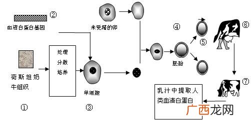 基因工程技术包括哪些基本步骤,基因工程的基本操作程序主要包括四个步骤，其中基因工程的核心是A.目的基因的获取B.基因表达载？
