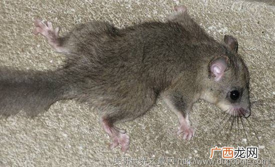 15种冬眠的动物有哪些,哪些动物冬眠哪些动物不冬眠？