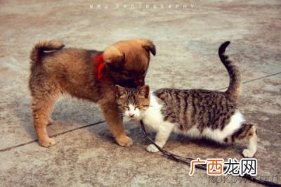 猫和狗为什么打架,为什么小狗喜欢挑衅小猫？