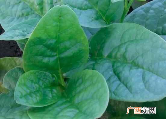 蚕菜怎么做好吃