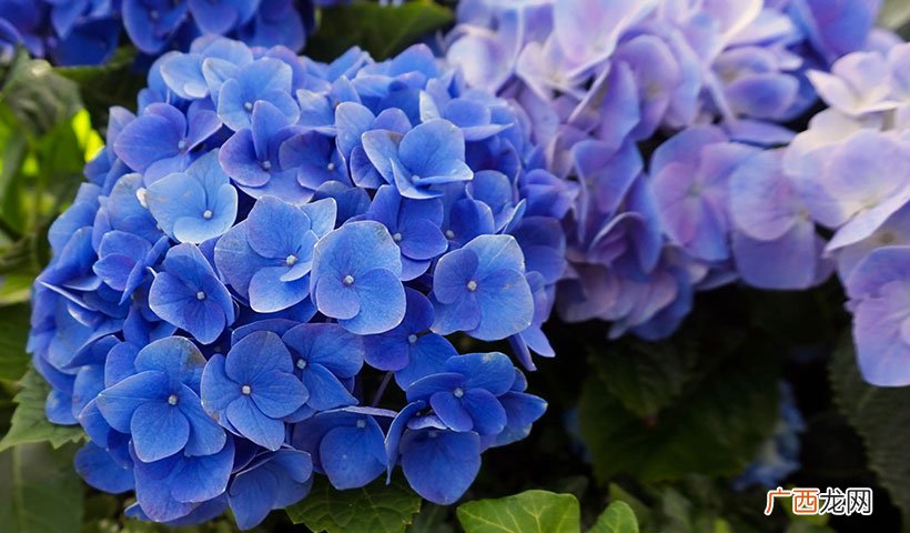 6种花养在家里影响运气，千万别养 家里坚决不能养的花