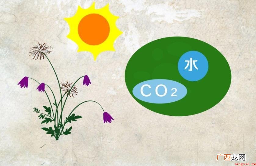 有关二氧化碳是有机物吗 二氧化碳是有机物吗