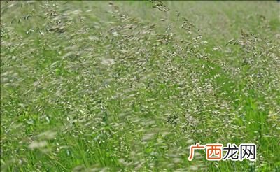 什么是白灾,内蒙雪灾是哪年？