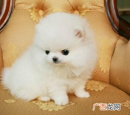 如何挑选俊介犬,俊介犬公的好还是母的好？