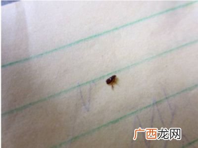 跳蚤咬后什么样子,身上长跳蚤有什么特征？