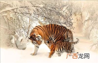 属老虎是那一年的,六十年代的属虎是哪一年？