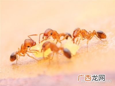 蚂蚁怎么过河,三组蚂蚁比赛过河的日记？