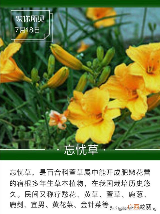 请问萱字是什么意思,萱字取名的含义是什么？