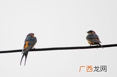 金腰燕的特点,燕子的生活习性30字？
