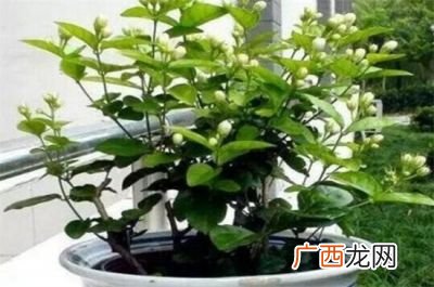茉莉几月开花,莉莉开花时间？