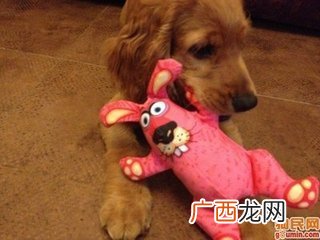 如何让狗狗不乱叫,狗狗不会叫怎么办？