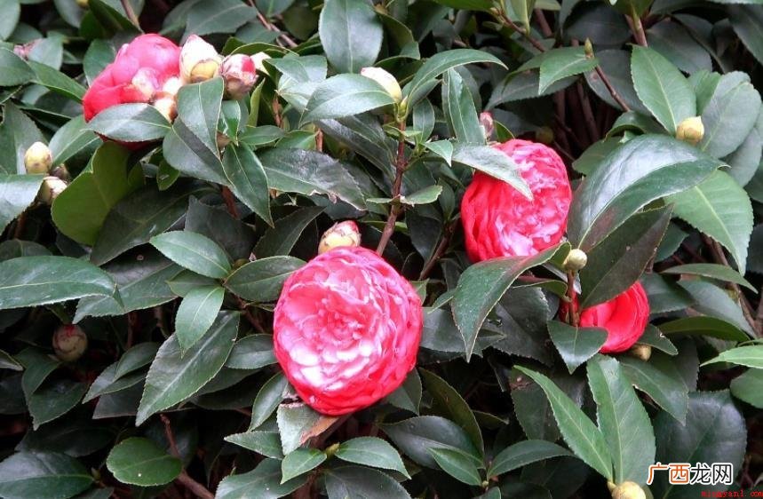 山茶花的养植办法和常见问题有什么 山茶花的养殖方法和注意事项有哪些