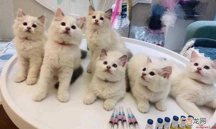 小猫疫苗间隔多长时间