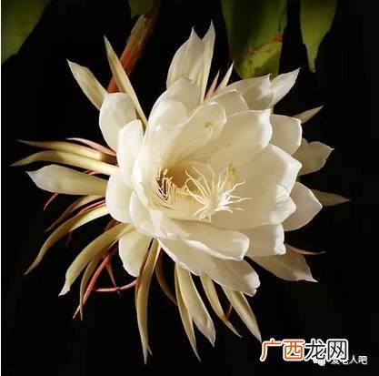 昙花一现只为韦陀诗句,\"昙花一现,只为韦陀\"是什么意思?又有何所指？