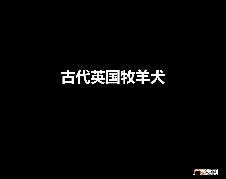 古代英国牧羊犬（古代英国牧羊犬多少钱一只)