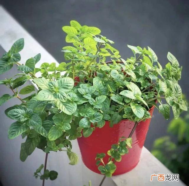 可以有效驱蚊的植物有哪些,室内驱蚊植物排行榜？