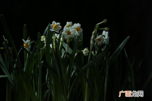 水仙花种子如何种植,水仙种子怎么来？