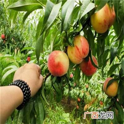 黄蟠桃产地有哪些地方,黄色蟠桃是不是转基因？