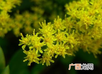 一枝黄花的危害是什么,发现一枝黄花该向哪个部门反映?