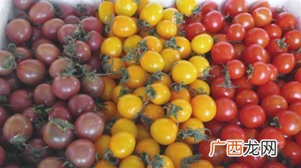 小西红柿品种有哪些,西红柿新品种排名？