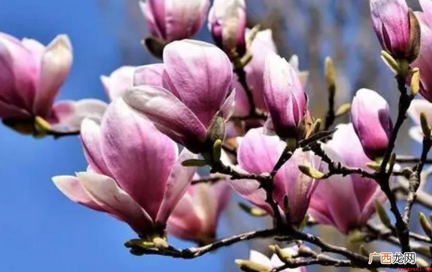 玉兰花可以吃吗_健康频道 玉兰花可以吃吗