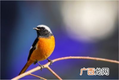 北红尾鸲怎么饲养,北红尾鸲鸟的饲料配方？
