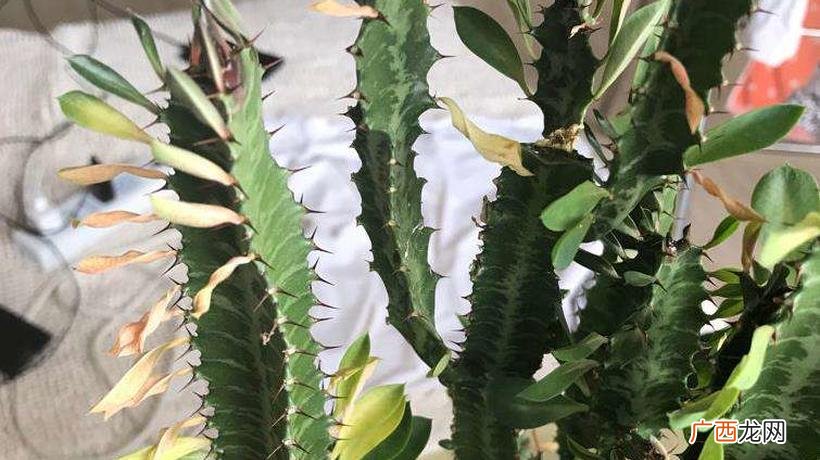 最适合放卧室的十种花 卧室放什么花最好健康