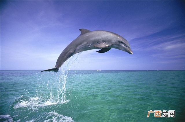 野生海豚的寿命最长能达到多少年 海洋馆的海豚能活多久