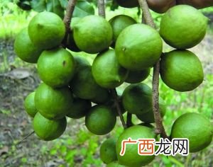 夏威夷果的功效与作用,夏威夷果是啥？