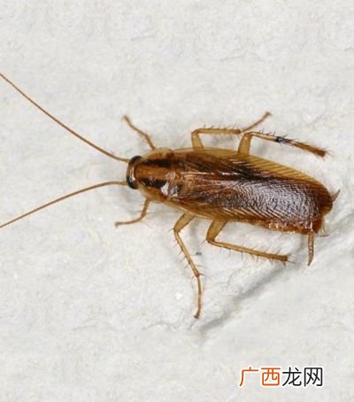 高层怎么会有蟑螂,七楼怎么还会有蟑螂？