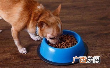 狗粮怎么泡软步骤,狗粮要泡软之后再喂狗吗?