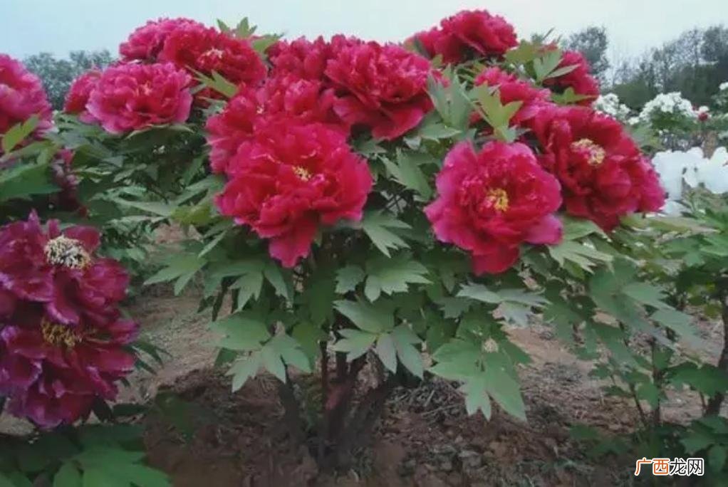 秋天种什么花草合适 秋天适合种什么花