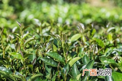 广东的茶叶有哪些种类,广东最好的茶叶是什么？