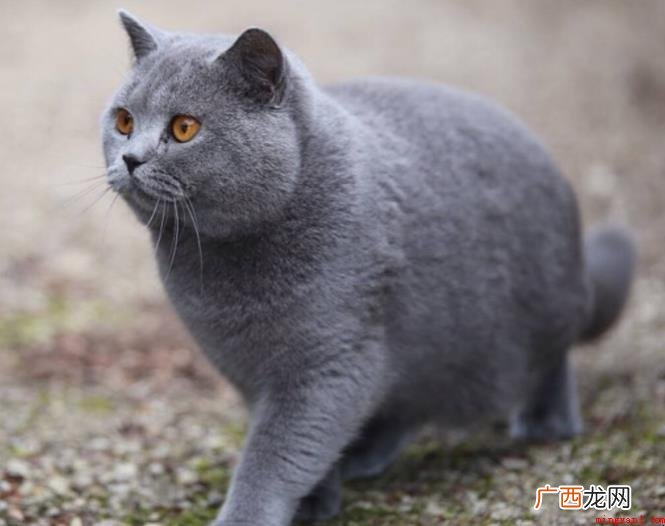 英短蓝猫历史时间记述有什么 英短蓝猫历史记载有哪些