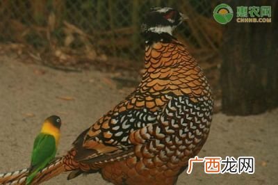 白冠长尾雉是几级保护动物,五级保护动物是什么？