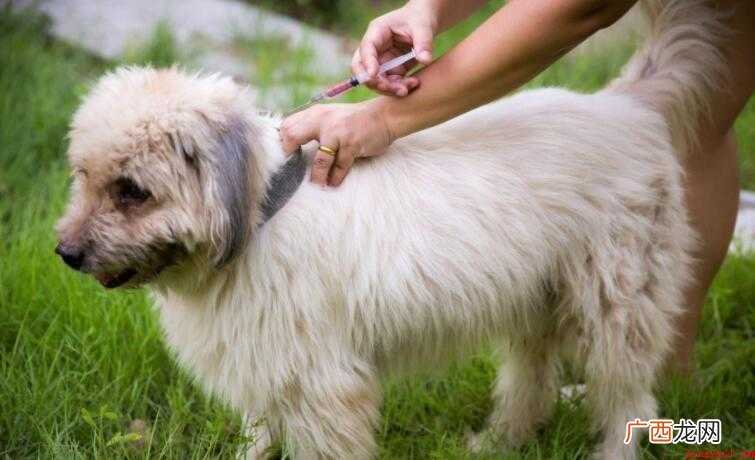 狗狗狂犬疫苗什么时候打