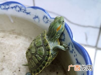 巴西龟吃蜗牛吗,巴西红耳龟吃什么？