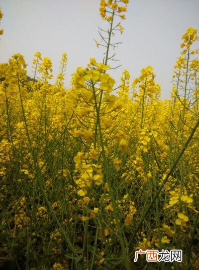 油菜花是什么,油菜花由哪几个部分组成？