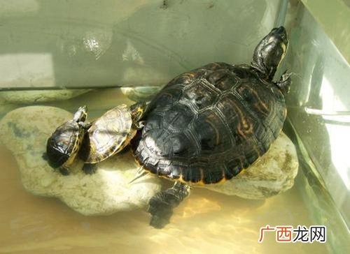 乌龟怎么吃东西过程,大家给龟龟喂食的时候是在缸里喂，还是把龟龟拿出来喂呢？