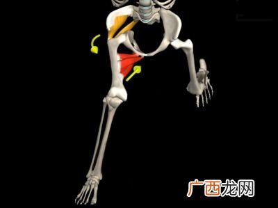 运动解剖学的学习重点,健身教练应该学习哪些知识？