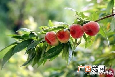 桃核手串的寓意,桃核有什么寓意?